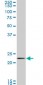 RAB11A Antibody (monoclonal) (M01)